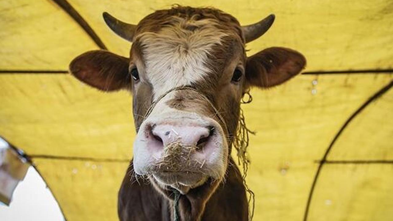 Kurban Bayramı 2026 tatili kaç gün?