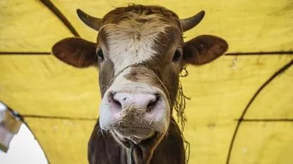 Kurban Bayramı 2026 tatili kaç gün?