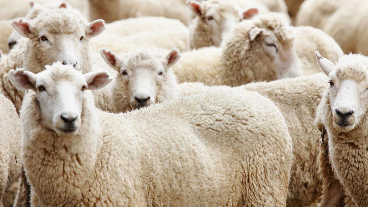 Kurban vekalet ücretleri netleşti