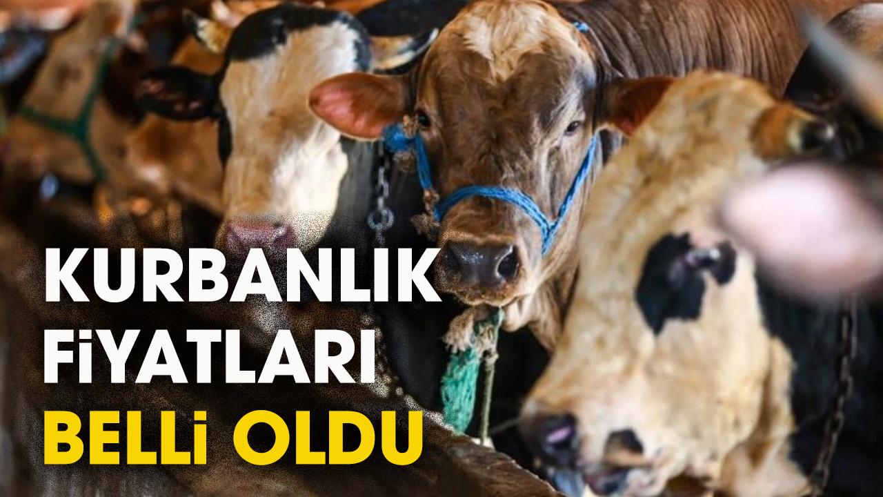 Kurbanlık fiyatları belli oldu mu? 2026 küçükbaş, büyükbaş kurbanlık fiyatları