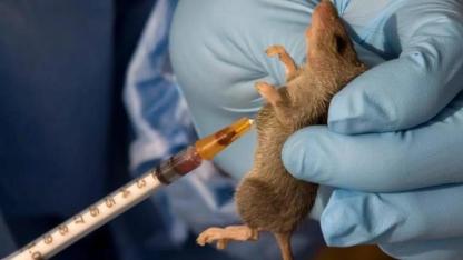 Lassa ateşi nedir? Lassa ateşi nasıl bulaşır?