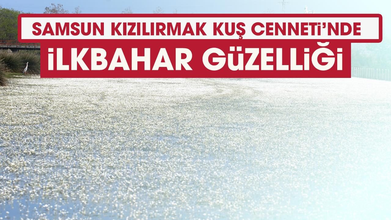 Samsun Kızılırmak Kuş Cenneti'nde ilkbahar güzelliği