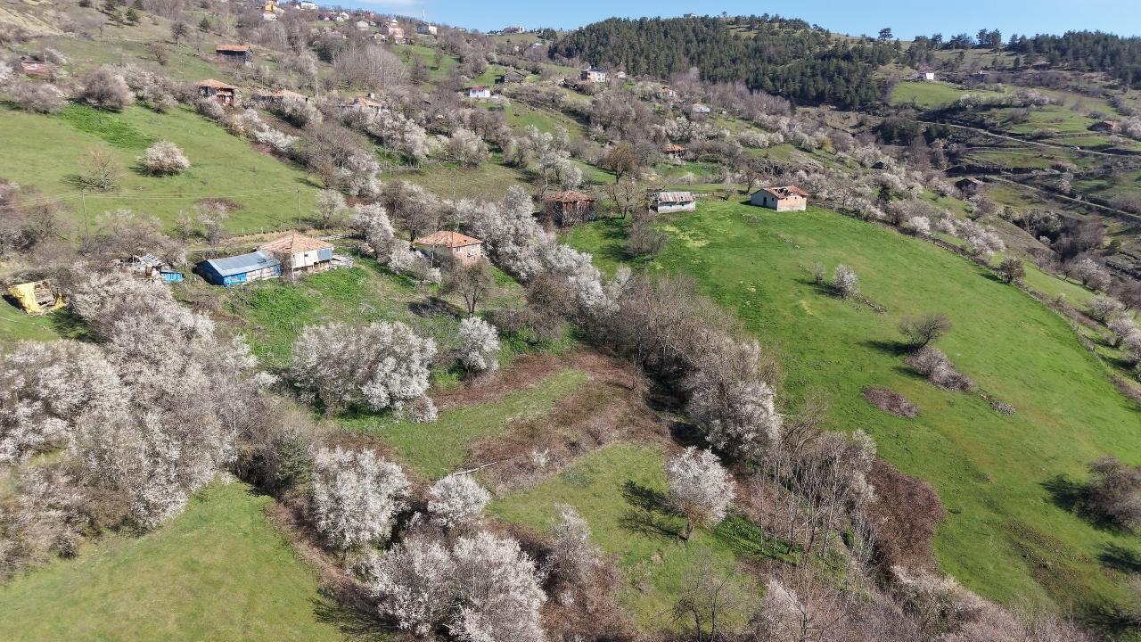 Samsun Kızlan mevkisinde meyve ağaçları çiçek açtı
