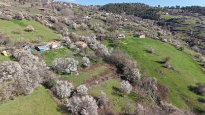 Samsun Kızlan mevkisinde meyve ağaçları çiçek açtı
