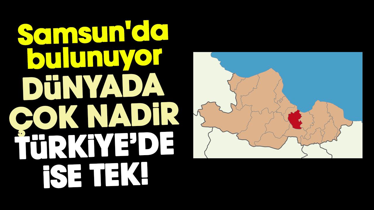 Samsun'da bulunuyor: Dünyada çok nadir, Türkiye’de ise tek!