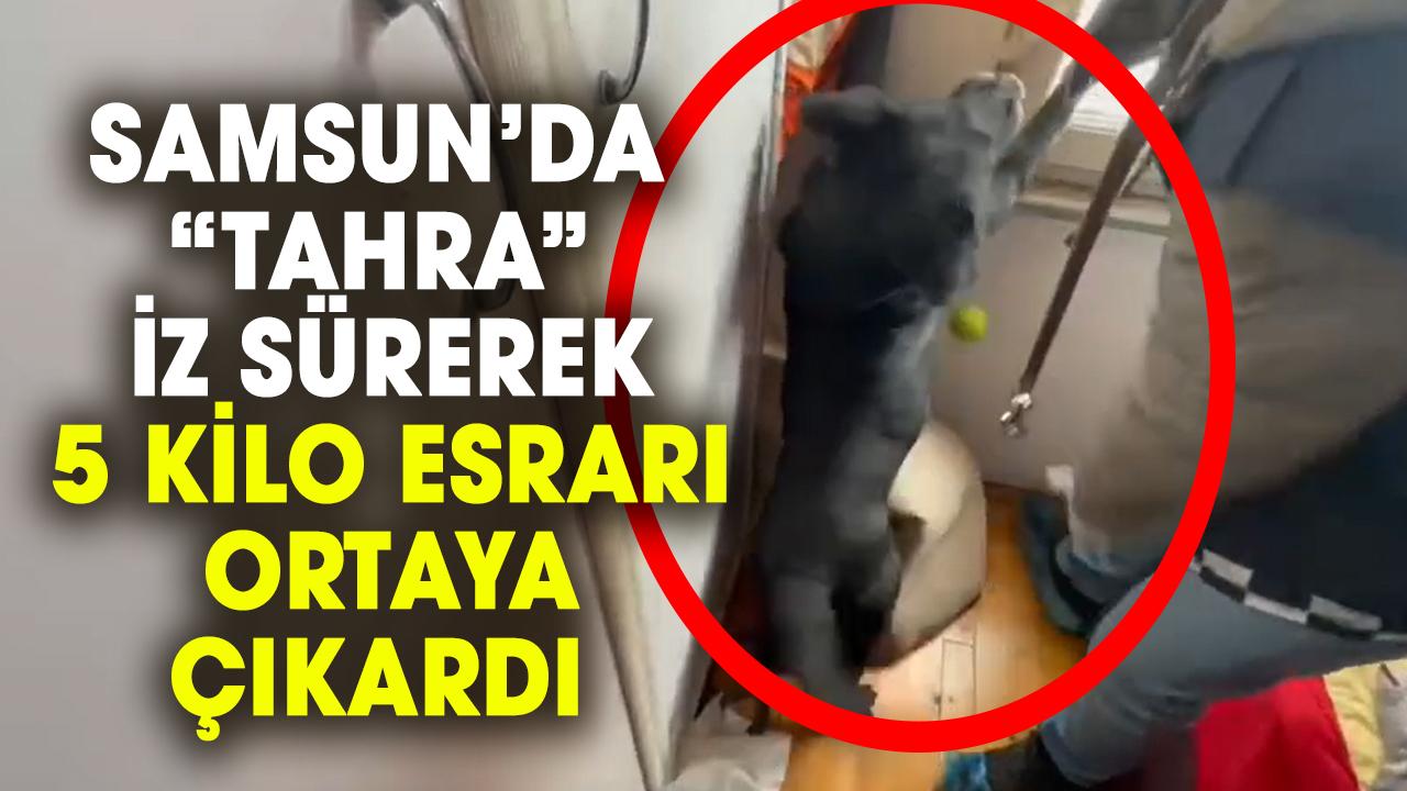 Samsun’da da jandarma köpeği Tahra 5 kilo esrar ele geçirdi