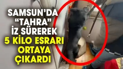 Samsun’da da jandarma köpeği Tahra 5 kilo esrar ele geçirdi