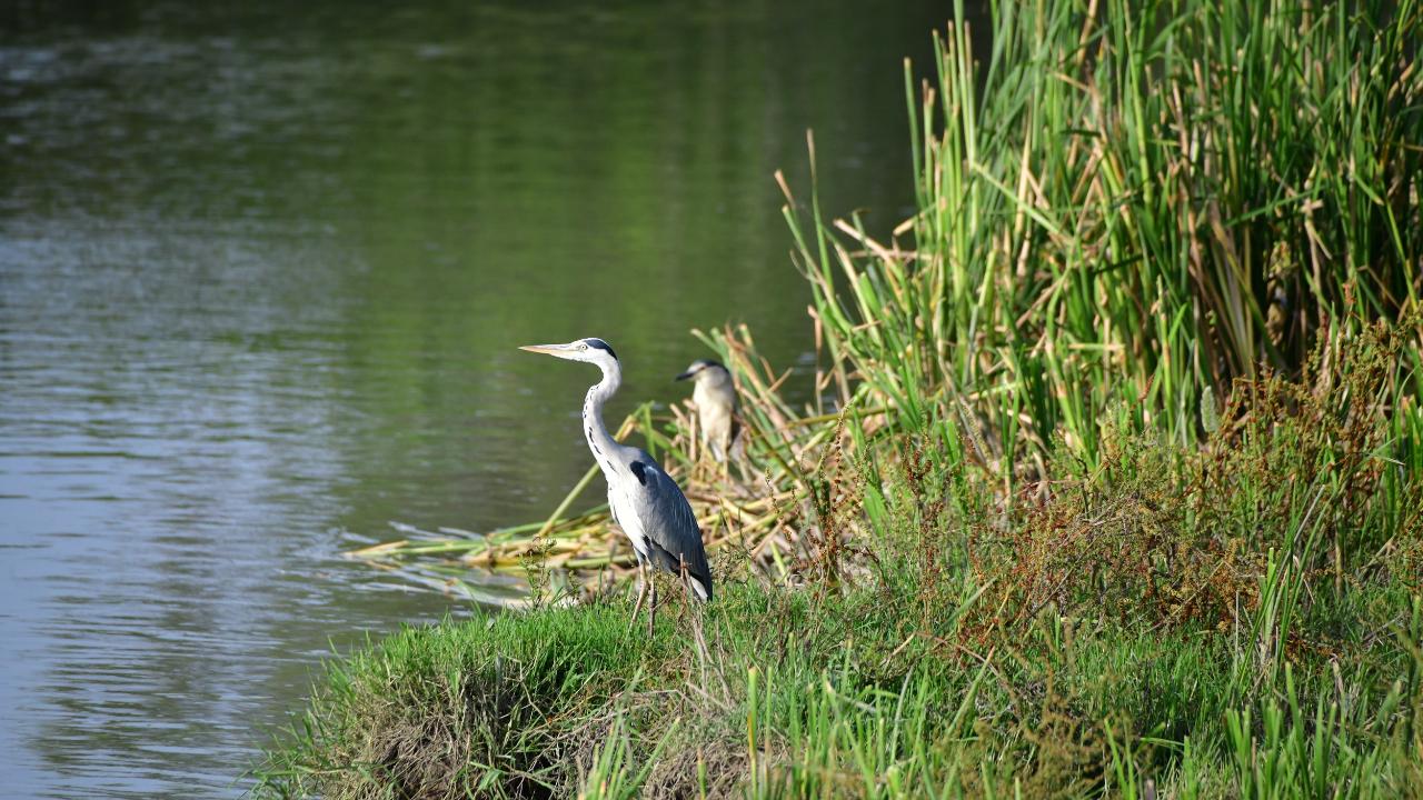 Samsun'da flamingolar görsel şölen oluşturdu