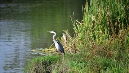 Samsun'da flamingolar görsel şölen oluşturdu