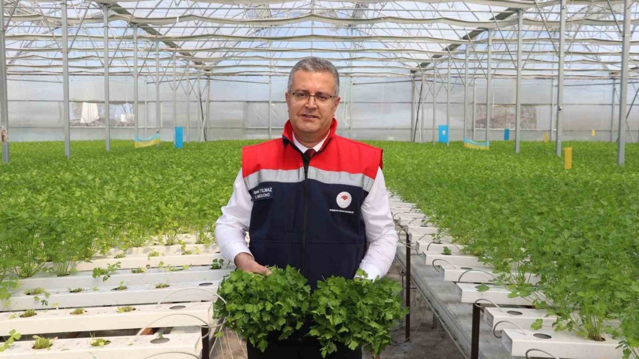 Samsun’da hidroponik maydanozda ilk hasat yapıldı