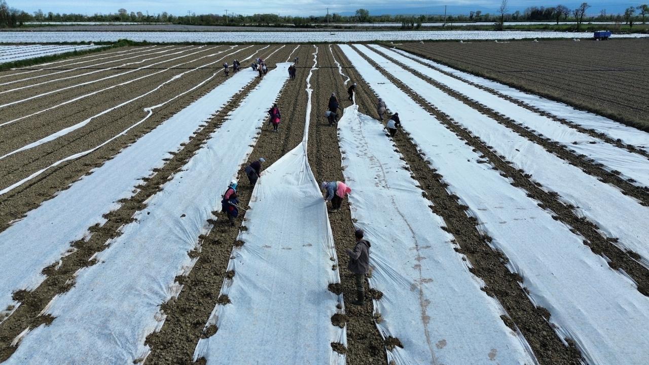 Samsun'da kavun ve karpuz fideleri toprakla buluşuyor