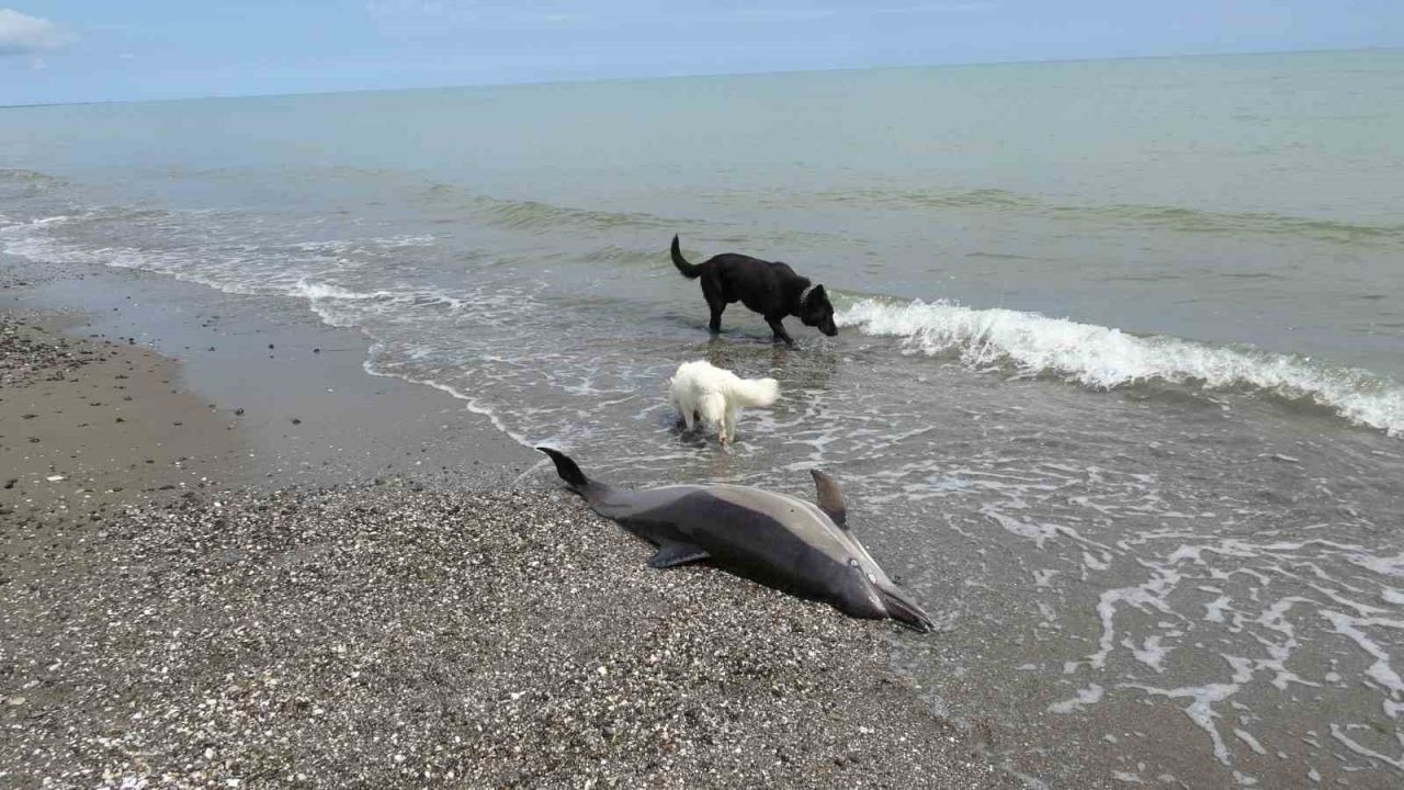 Samsun’da kıyıya vuran ölü yunuslar endişe yarattı