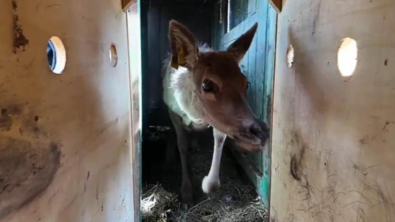Samsun'da kızıl geyikler doğayla buluşuyor