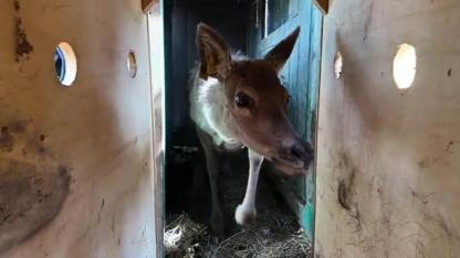Samsun'da kızıl geyikler doğayla buluşuyor