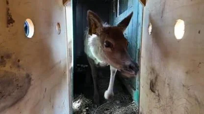Samsun'da kızıl geyikler doğayla buluşuyor