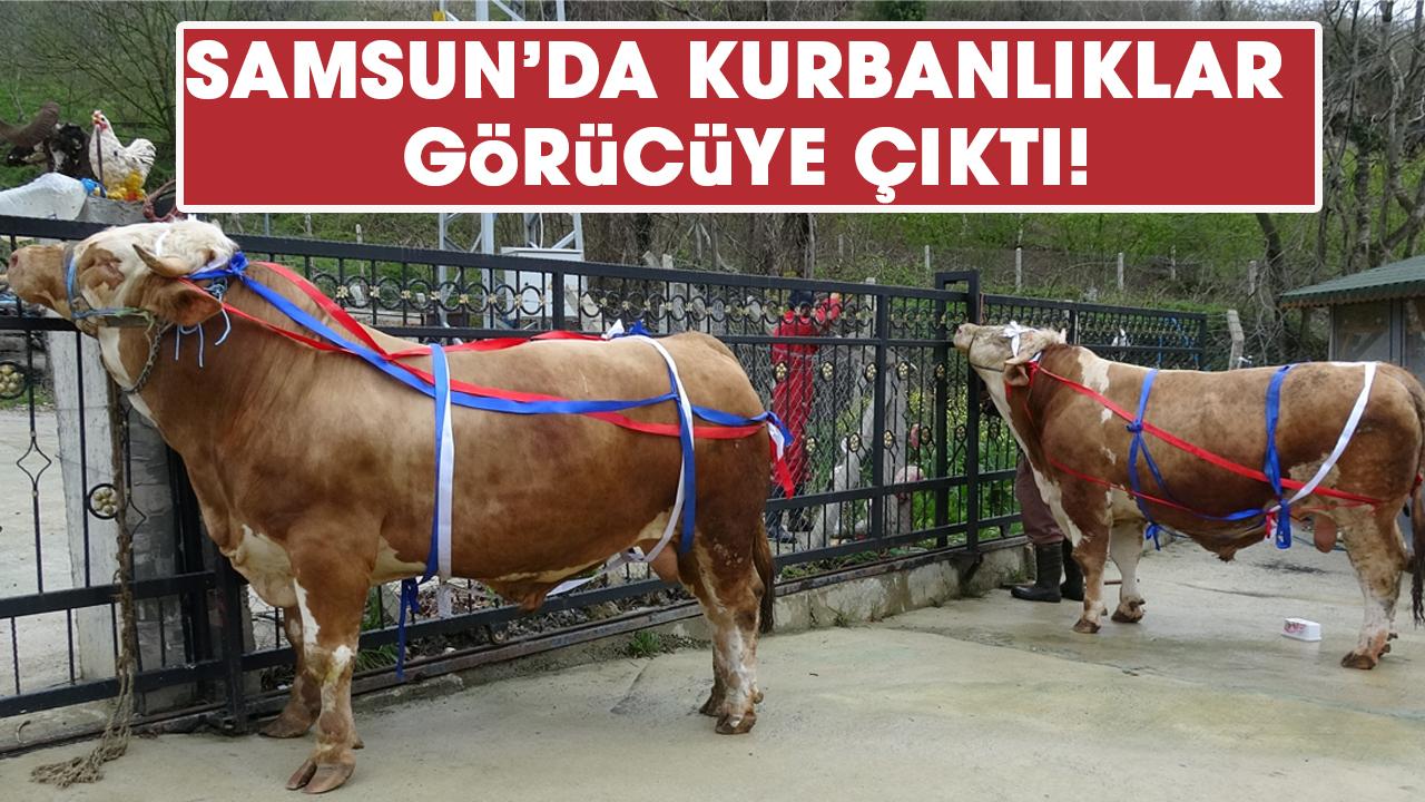 Samsun'da kurban fiyatları ne kadar?