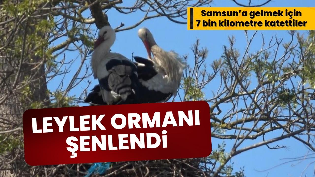 Samsun'da Leylek Ormanı şenlendi: Görenler hayran kaldı