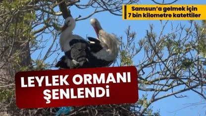 Samsun'da Leylek Ormanı şenlendi
