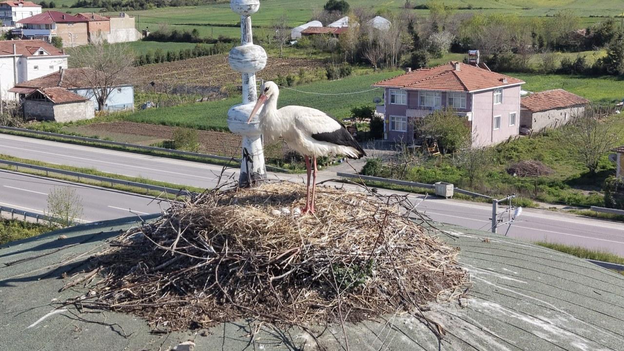 Samsun’da leylekler cami kubbesini yuva edindi