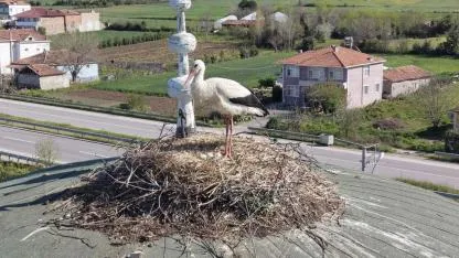 Samsun’da leylekler cami kubbesini yuva edindi