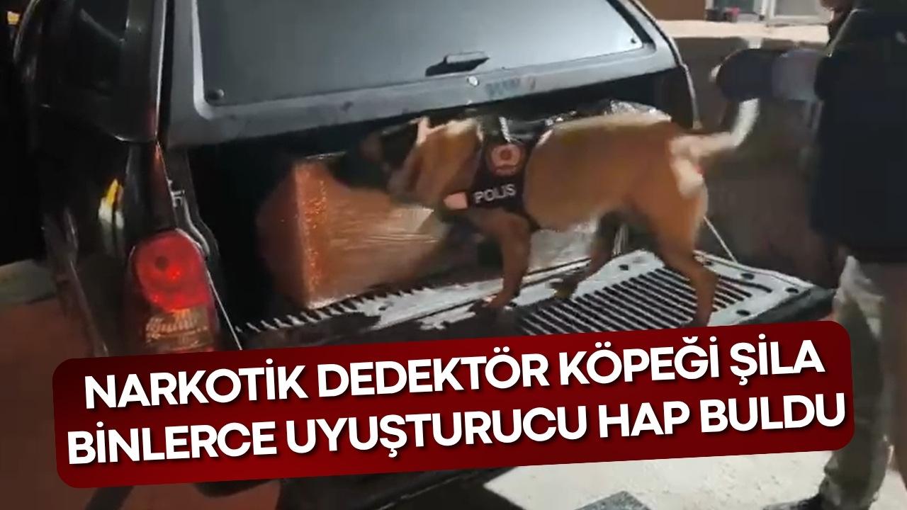 Samsun'da narkotik dedektör köpeği Şila 165 bin adet uyuşturucu hap buldu