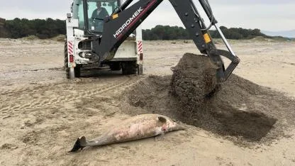 Samsun'da ölü yunus sahile vurdu