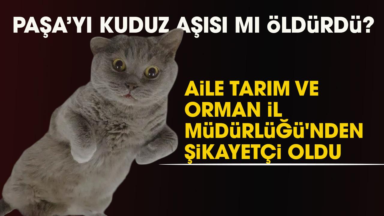 Samsun'da Paşa isimli British cinsi kedi kuduz aşısı sonrası öldü! Aile şikayetçi oldu