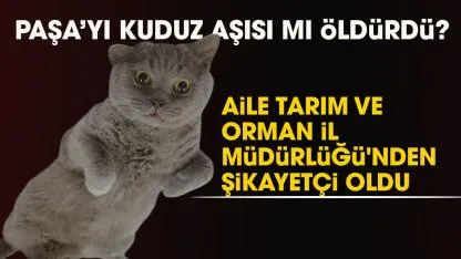 Samsun'da Paşa isimli British cinsi kedi kuduz aşısı sonrası öldü! Aile şikayetçi oldu