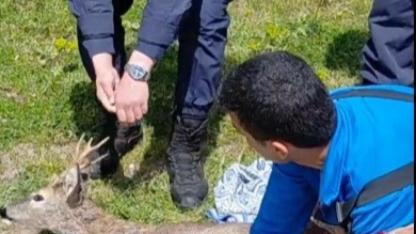 Samsun’da sulama kanalına düşen karaca kurtarıldı