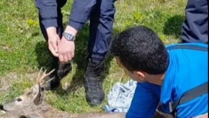 Samsun’da sulama kanalına düşen karaca kurtarıldı