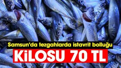 Samsun'da tezgahlarda istavrit bolluğu: Kilosu 70 TL'den satılıyor