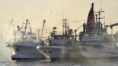 Samsun'da Türk somonu hasat sezonu şenlikle başlayacak