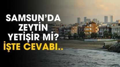 Samsun'da zeytin yetişir mi?