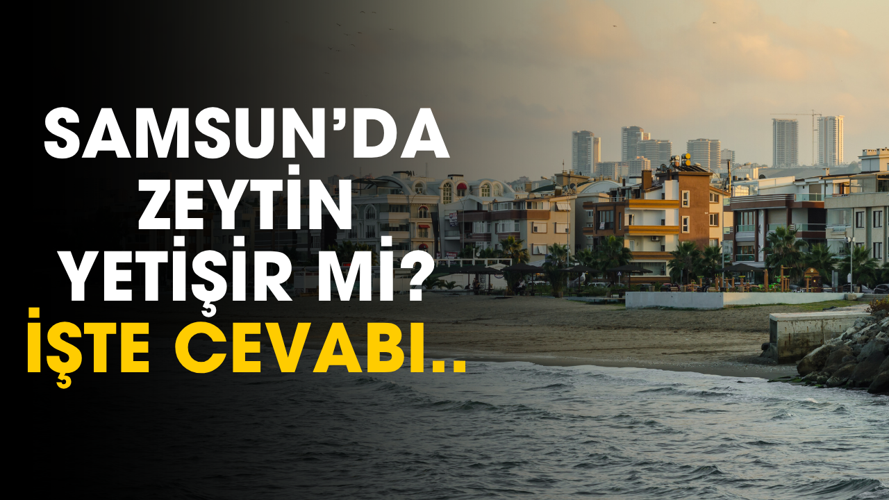 Samsun'da zeytin yetişir mi?