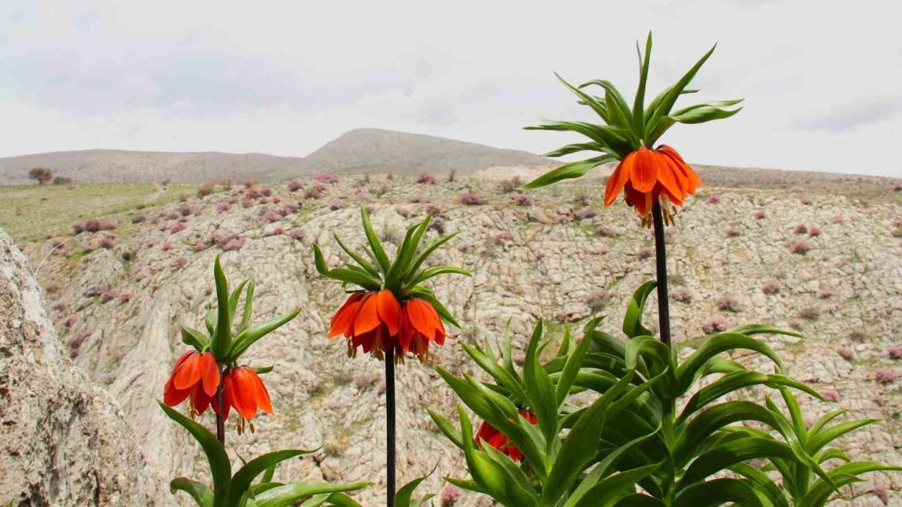 Ters laleler açtı: Koparana 700 bin TL ceza