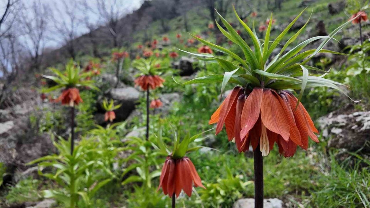 Ters laleler görsel şölen sunuyor: Koparmanın cezası 700 bin TL