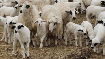 TİGEM 600 küçükbaş hayvanı ihaleye çıkarıyor