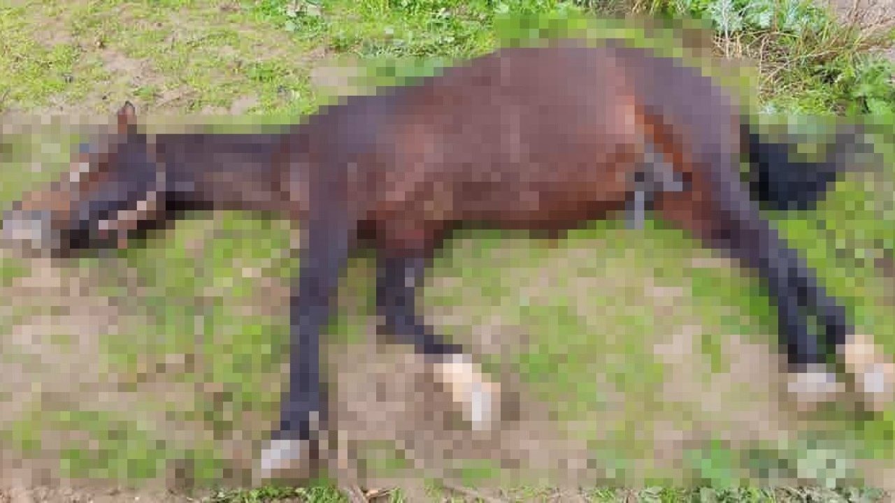 Yıldırım isabet eden at telef oldu