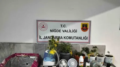 Yasadışı kenevir yetiştirenlere operasyon