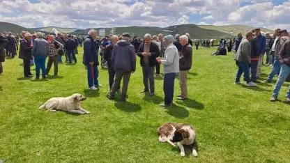 Danıştay Ordu Perşembe Yaylası'ndaki maden sondajını durdurdu