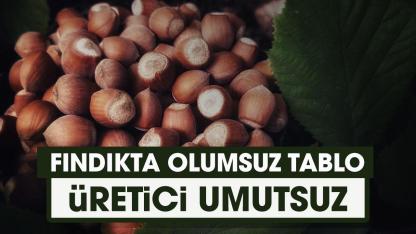 Fındık üreticisi umutsuz! Fındık tarımı bitiyor mu?