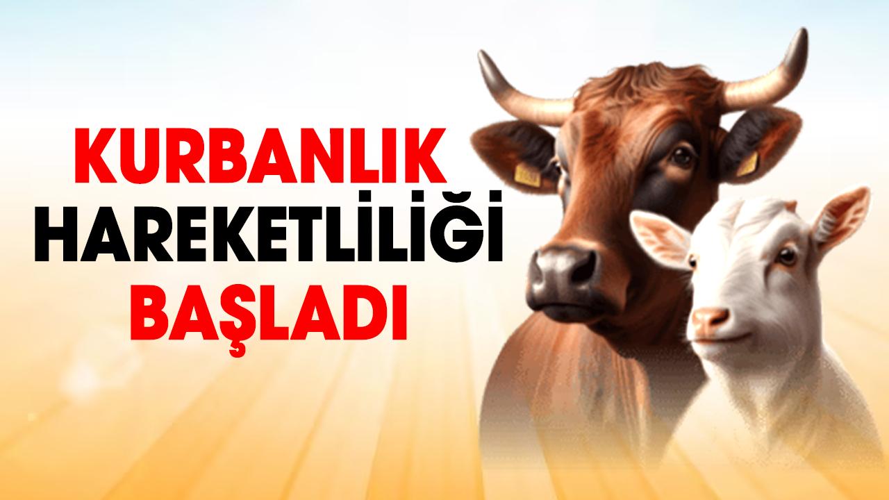 Hayvan pazarında kurban hareketliliği