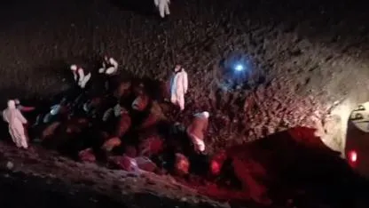 Iğdır’da arı saldırısında acı bilanço: 816 koyun telef oldu