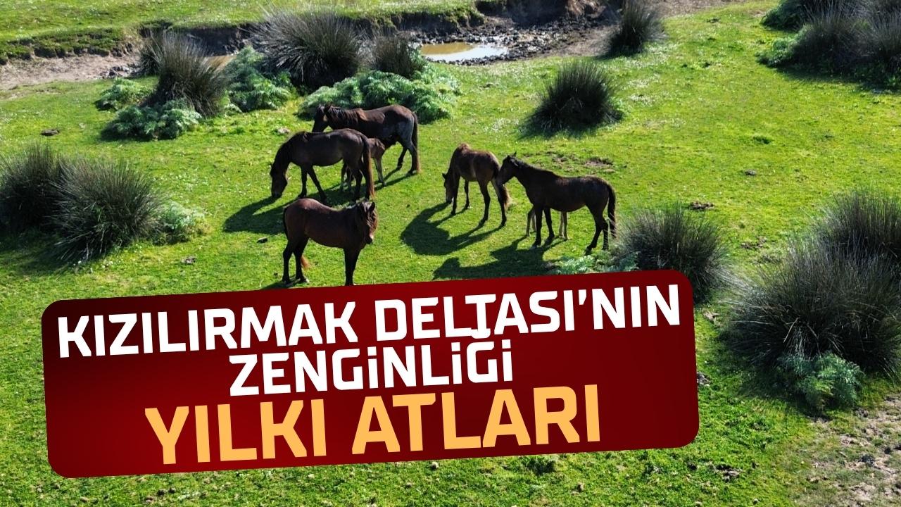 Kızılırmak Deltası'nın zenginliği: Yılkı atları