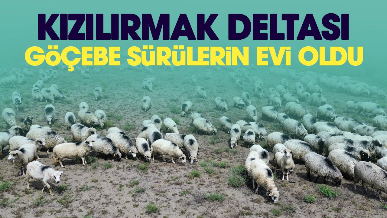 Samsun Kızılırmak Deltası yayla göçündeki sürülere ev sahipliği yapıyor