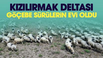 Samsun Kızılırmak Deltası yayla göçündeki sürülere ev sahipliği yapıyor