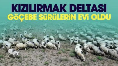 Samsun Kızılırmak Deltası yayla göçündeki sürülere ev sahipliği yapıyor