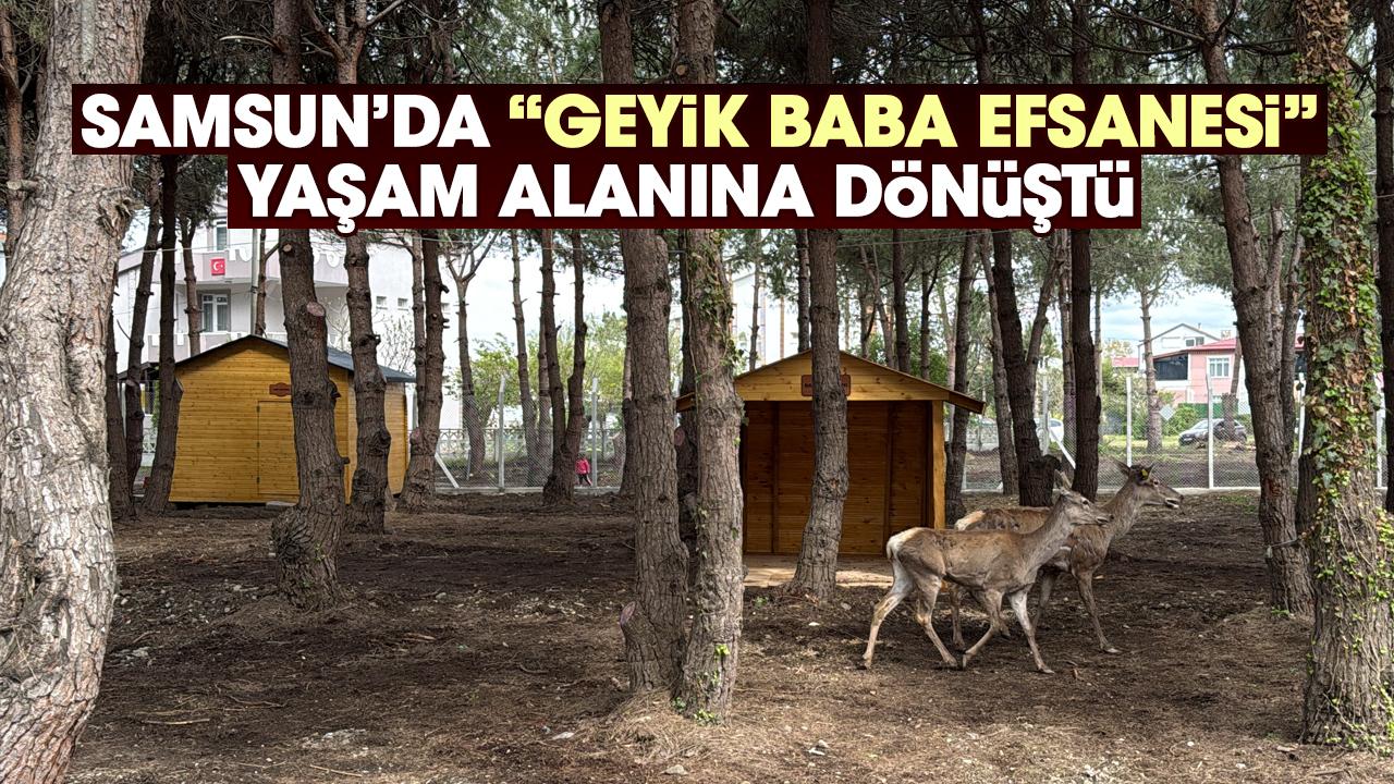 Samsun'da efsaneden yola çıkılarak geyik yaşam alanı oluşturuldu