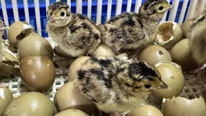Samsun'da kahverengi kokarcaya karşı mücadele! Sülün yavruları yumurtadan çıktı