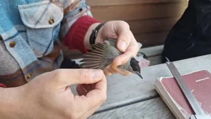 Samsun'da kuşlar kayıt altına alınıyor
